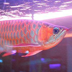 水族馆照明案例